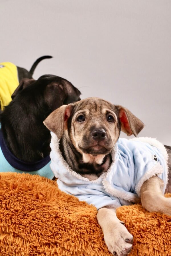 Eventos Corporativos con Perritos en Adopción